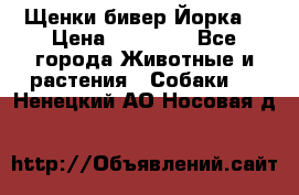 Щенки бивер Йорка  › Цена ­ 30 000 - Все города Животные и растения » Собаки   . Ненецкий АО,Носовая д.